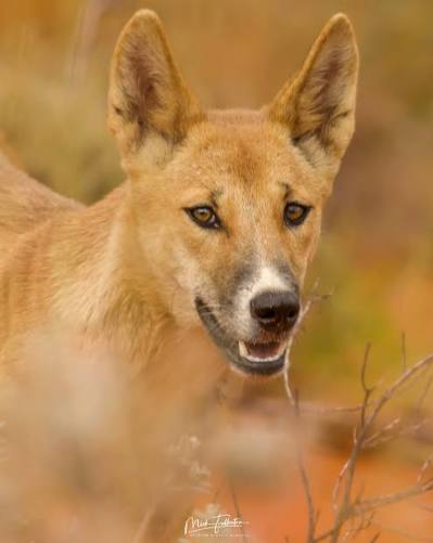Dingo_1969